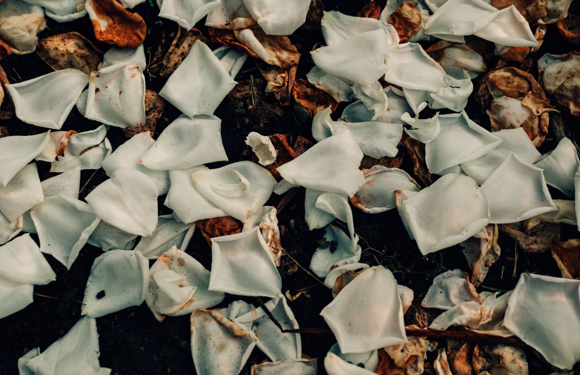 How to Use Compost for Roses: Complete Application Guide