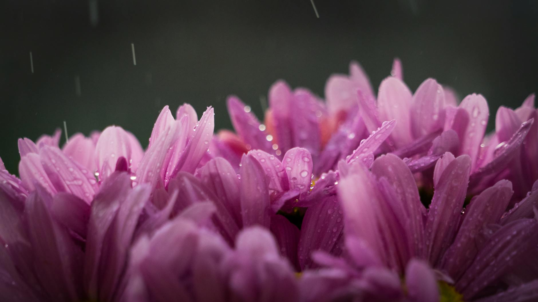 Rainy Season Garden Management: How to Fix Waterlogging and Drainage Problems