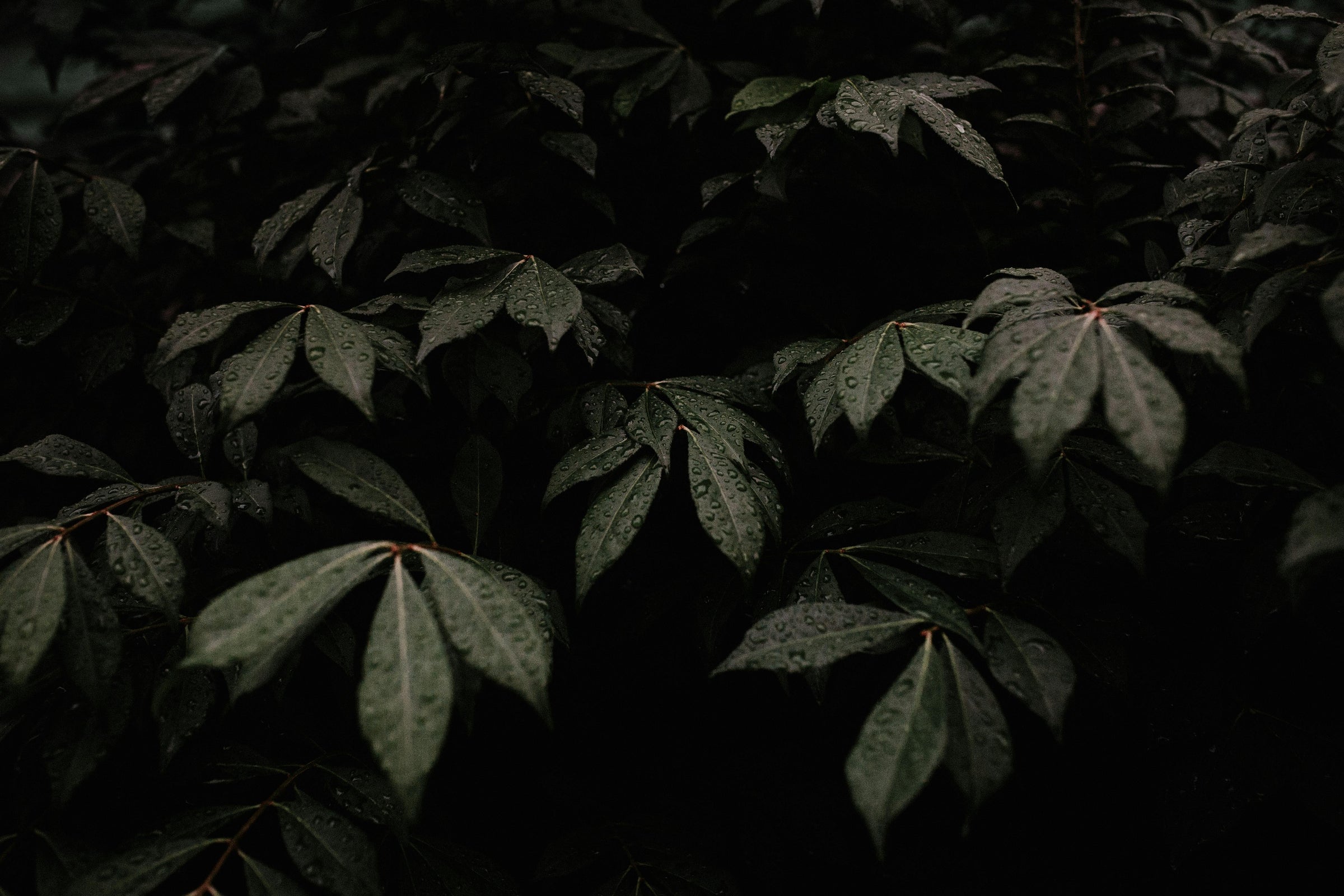 How to Plant Pepper Seedlings and Care for Them After Transplanting