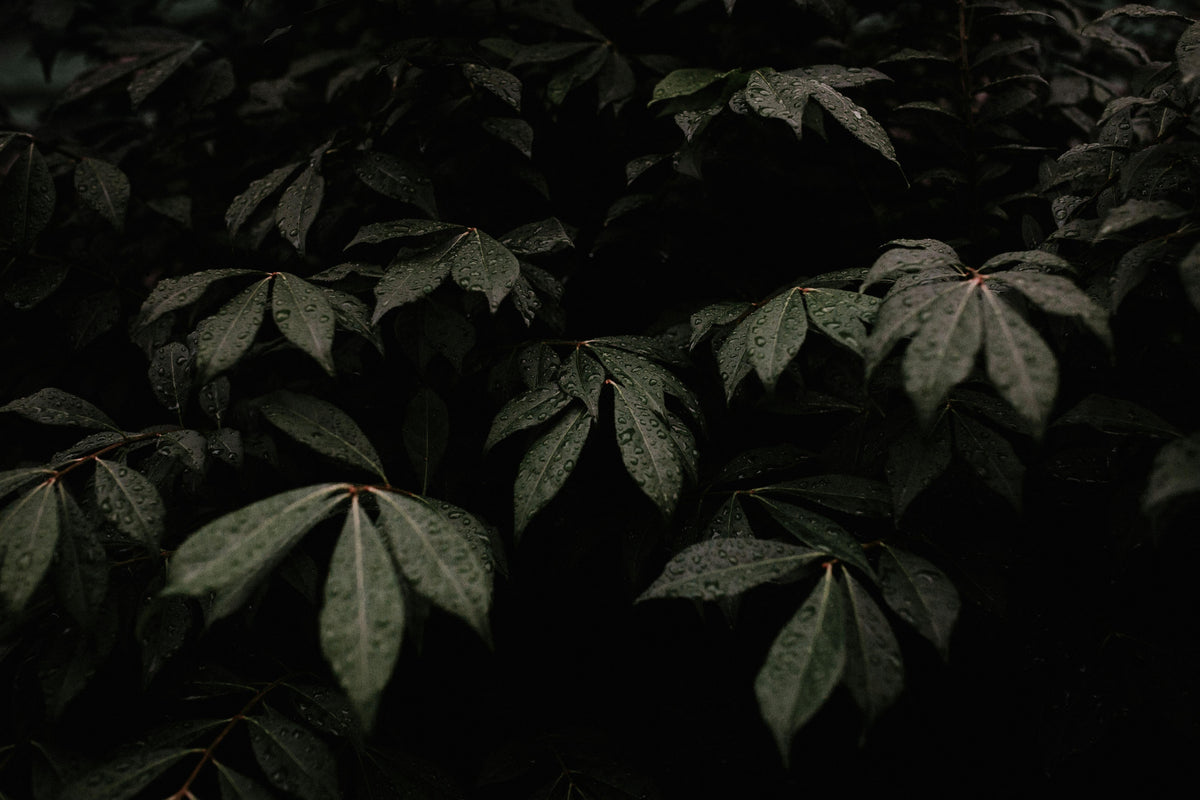 How to Plant Pepper Seedlings and Care for Them After Transplanting
