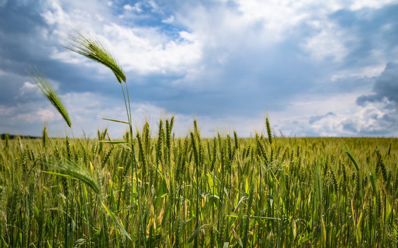 How Do Seasonal Changes Affect the Amount of Fertilizer Needed for Different Crops?