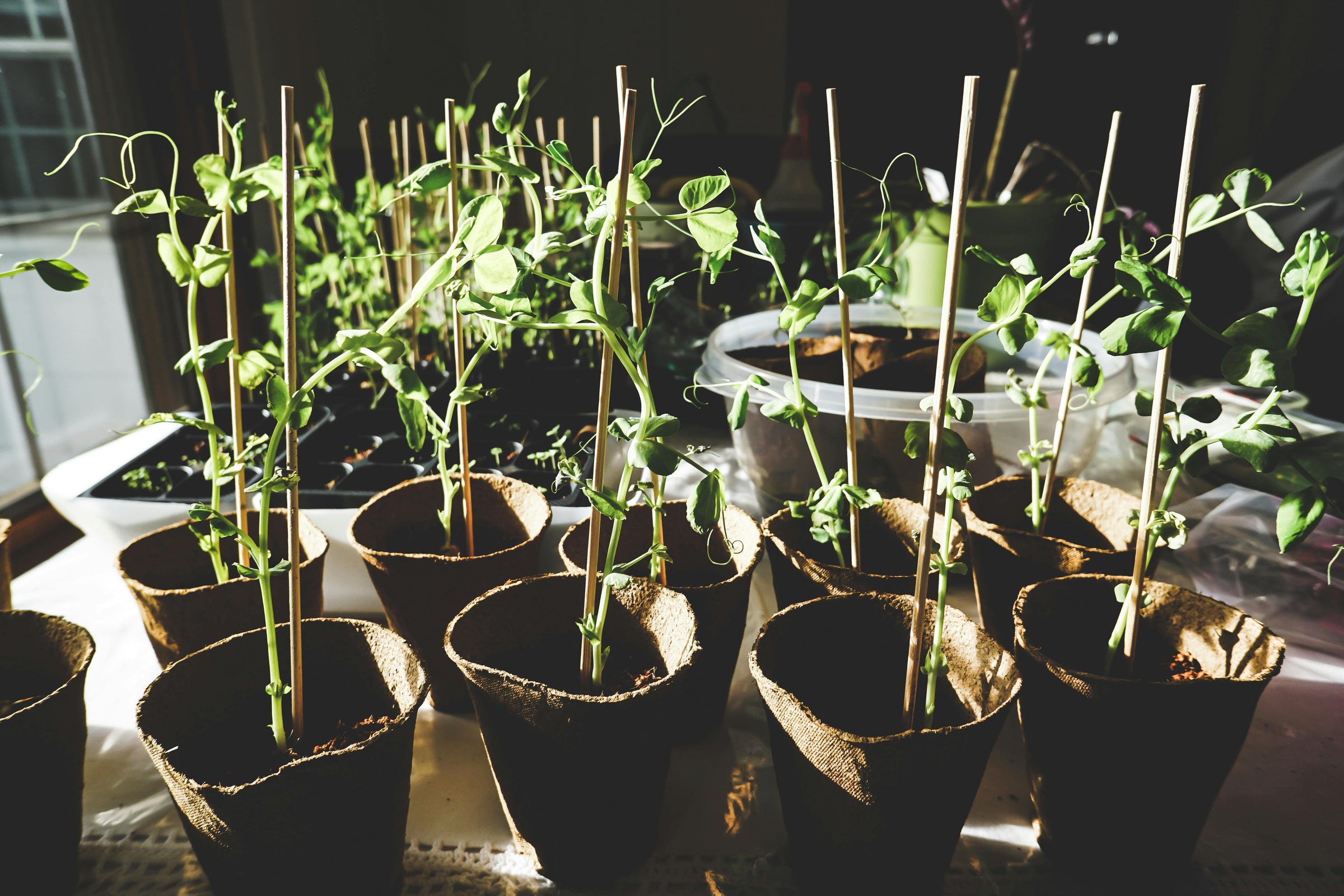 Can I Use Homemade Compost Directly in Seed-Starting Trays, or Is It Too Strong?