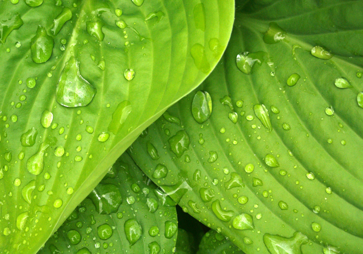 How to Grow Lettuce and Leafy Greens Easily at Home