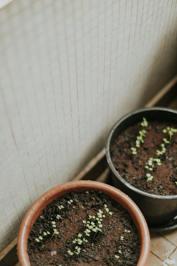 How to Compost in an Apartment