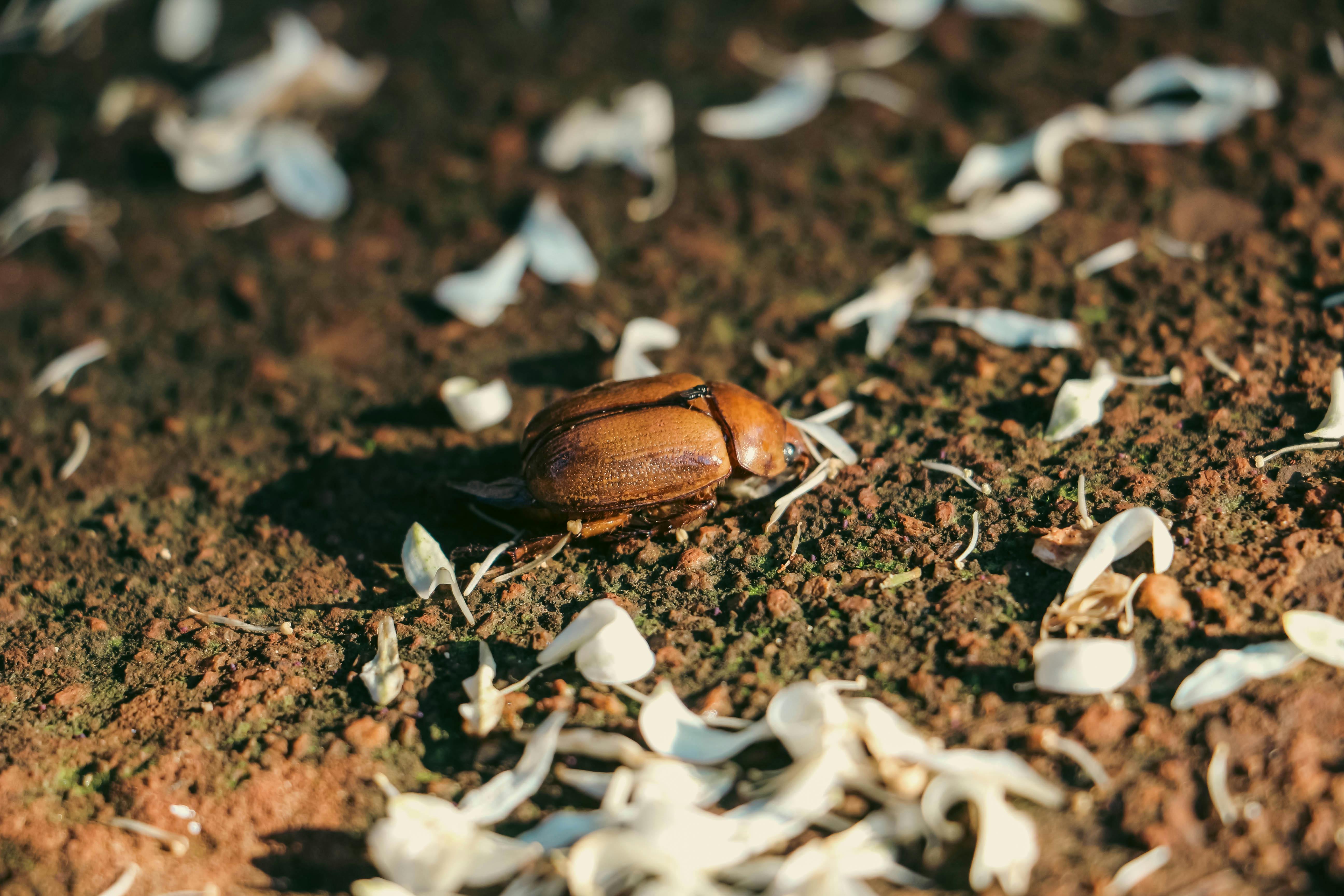 Bugs in Your Compost Bin: Problem or Sign of a Healthy Pile?