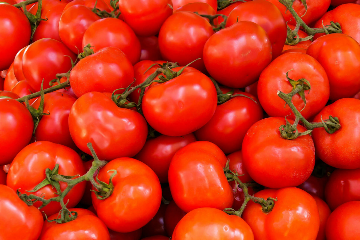 When and How to Transplant Tomato Seedlings Outdoors: A Complete Planting Guide