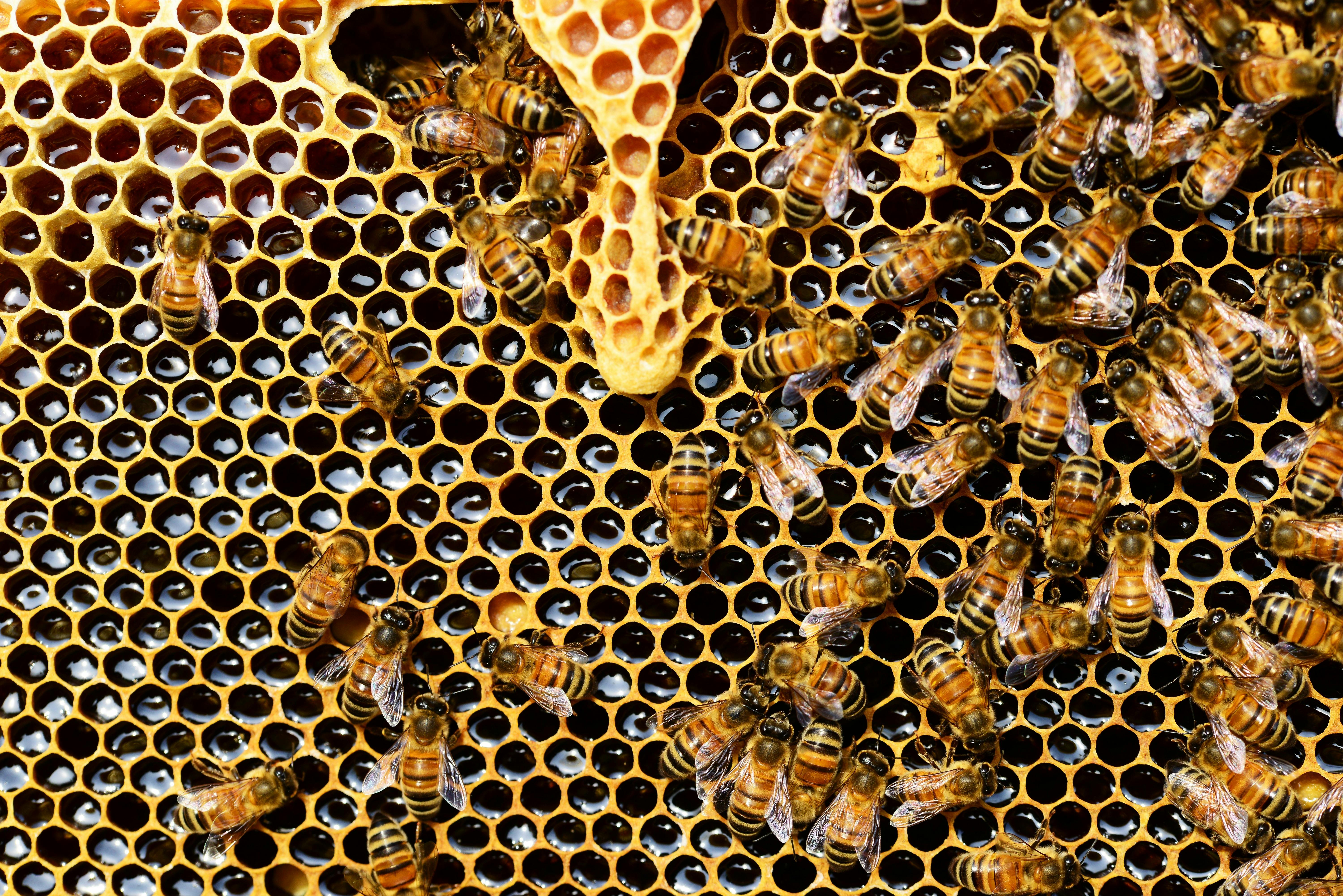 Does Honey Go Bad? The Truth About Honey's Shelf Life