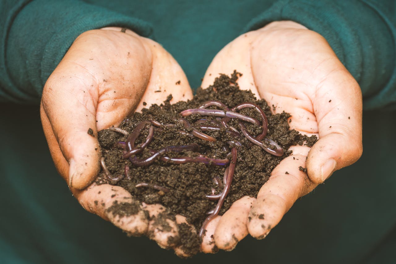Issues with Vermicomposting
in Apartments