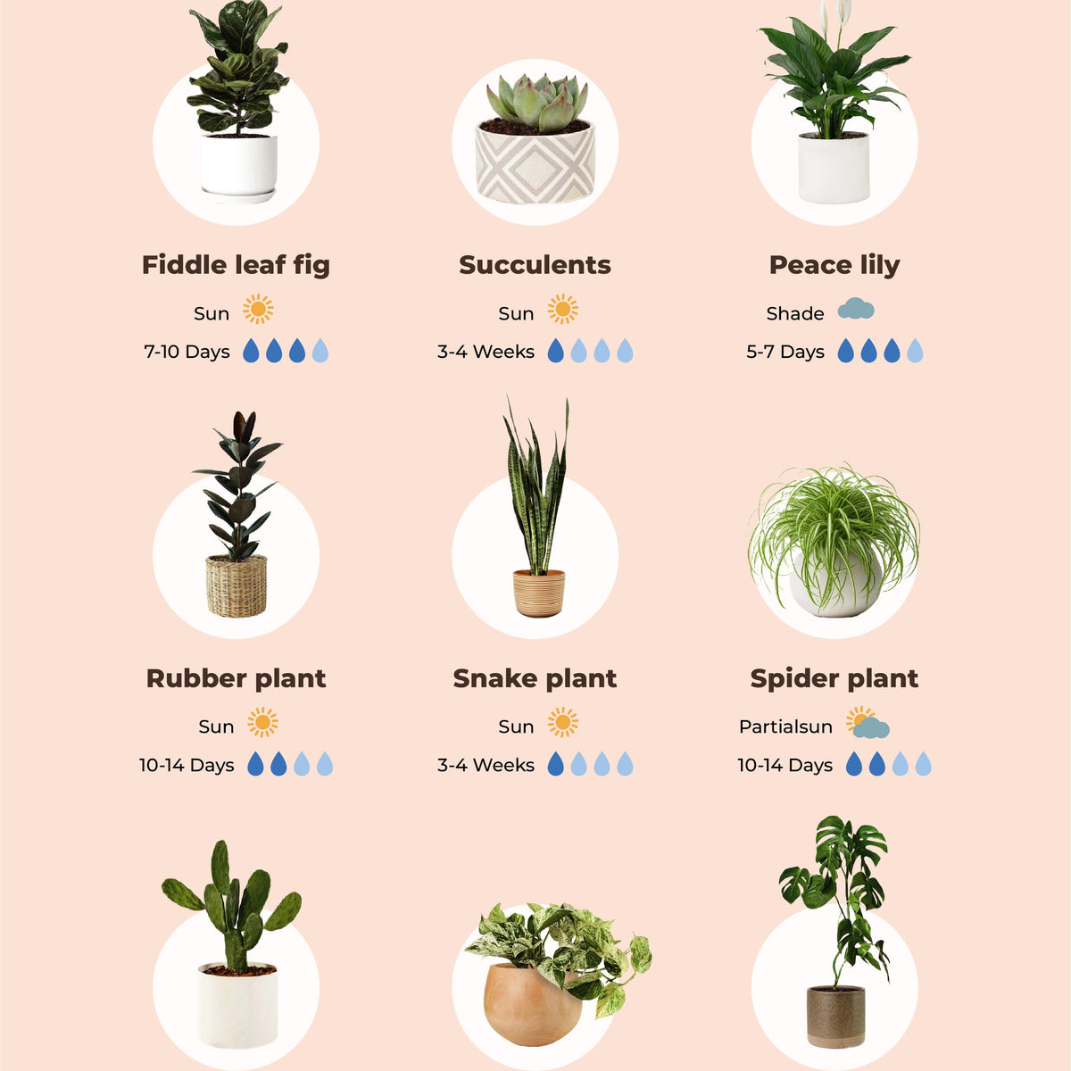 Pruning, cleaning, and training for shape and shine