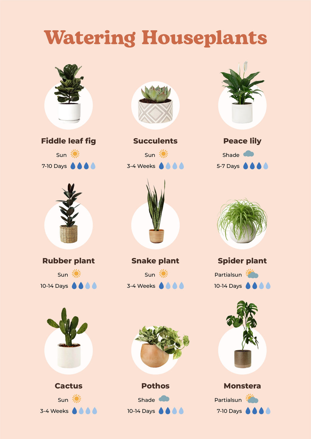 Guide to Houseplant Watering & Light Needs