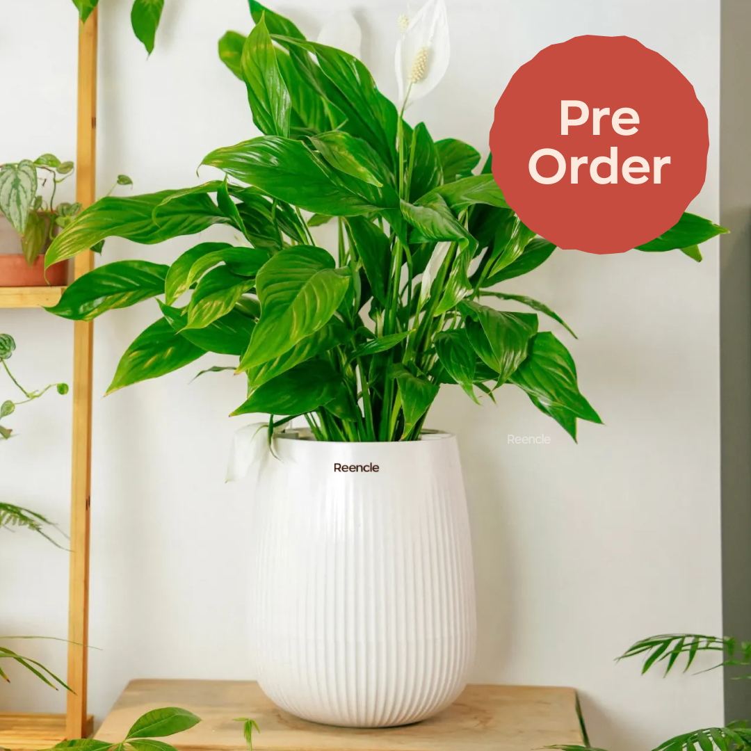 Indoor Planter