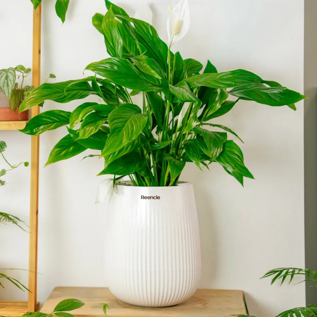 Indoor Planter