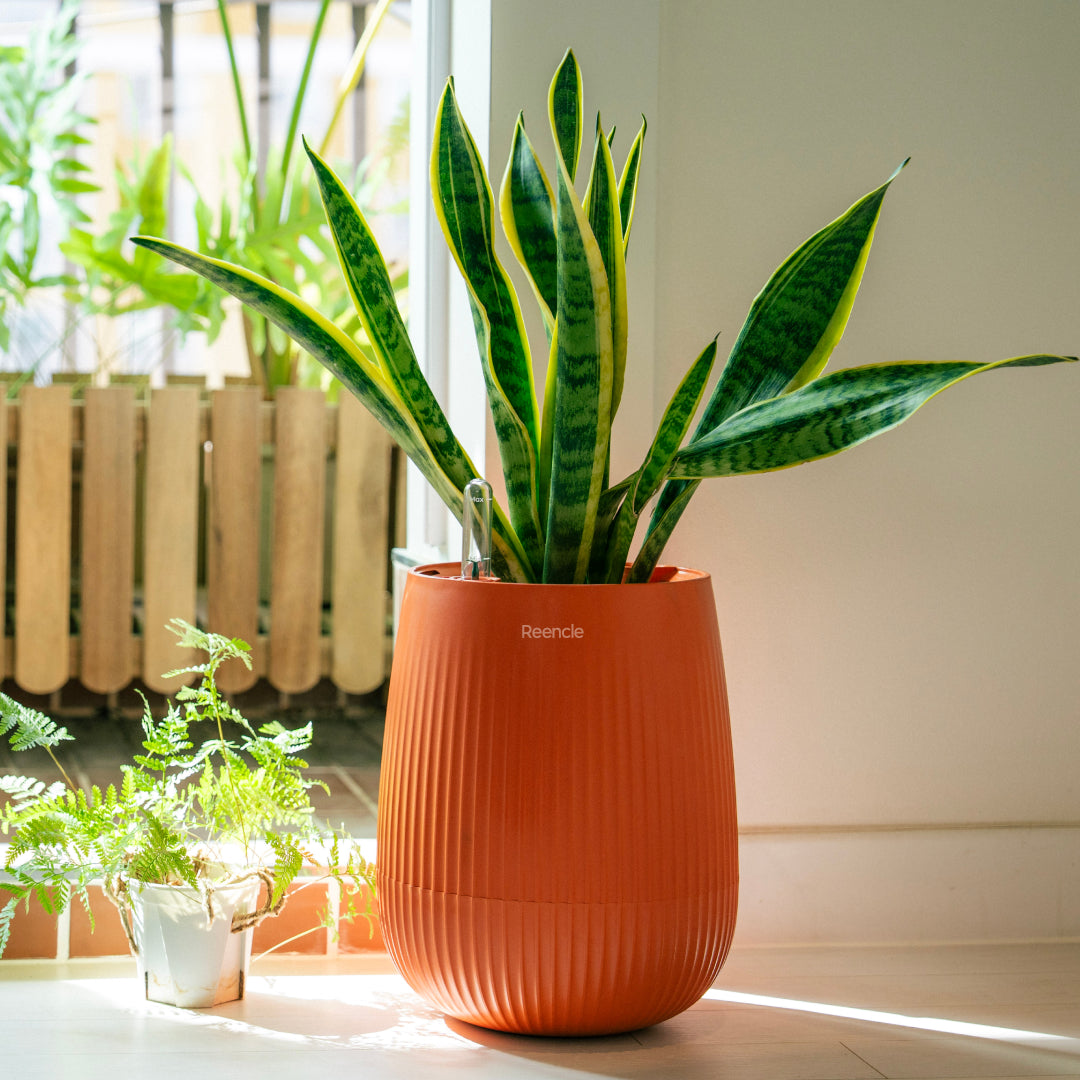 Indoor Planter
