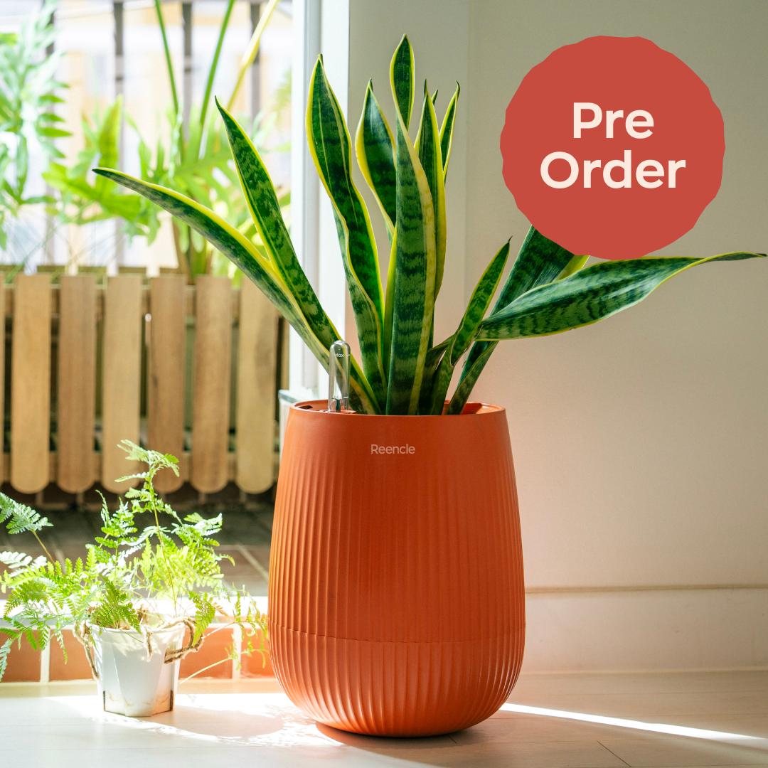 Indoor Planter